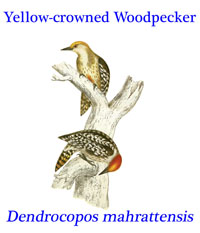Yellow-crowned or Mahratta Woodpecker (Dendrocopos mahrattensis) from south Asia.