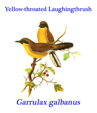 Yellow-throated Laughingthrush (Garrulax galbanus) from north-eastern India, south-eastern Bangladesh and western Myanmar.